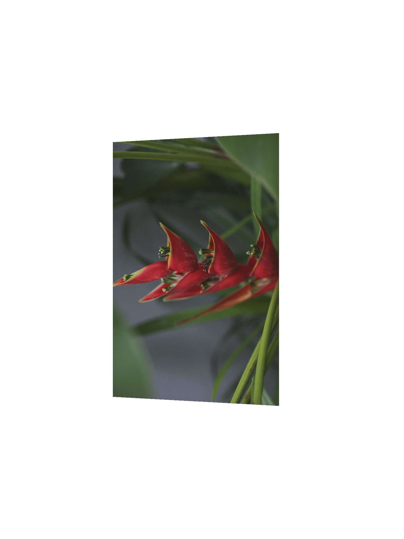 Red Palulu product image (9)