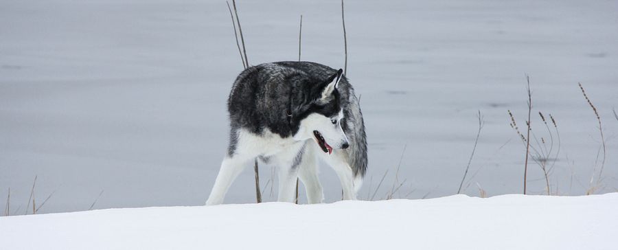 Wine Tumbler - Blue Eye Siberian Husky in the Snow product image (5)