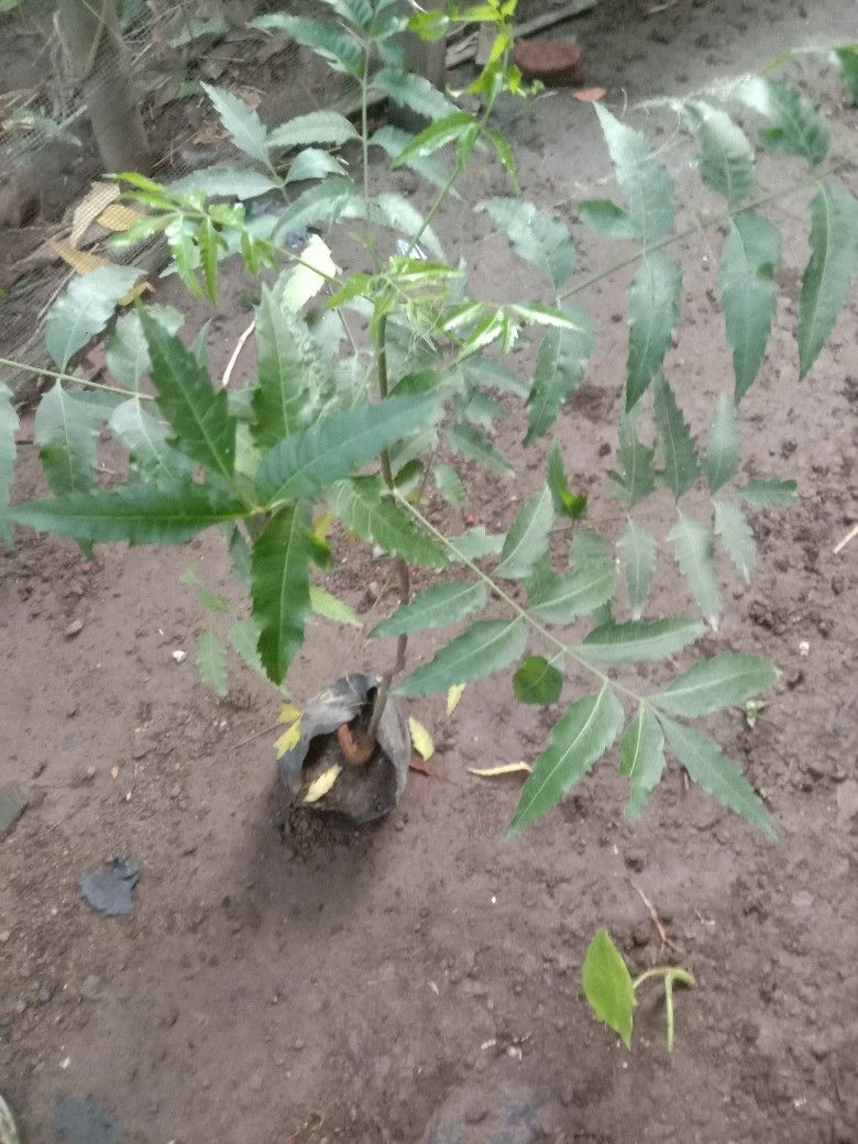 Bibit tanaman daun mimba product image (1)