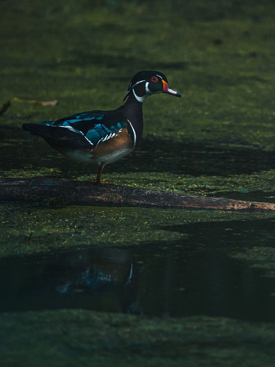 Wood Duck #1 product image (1)