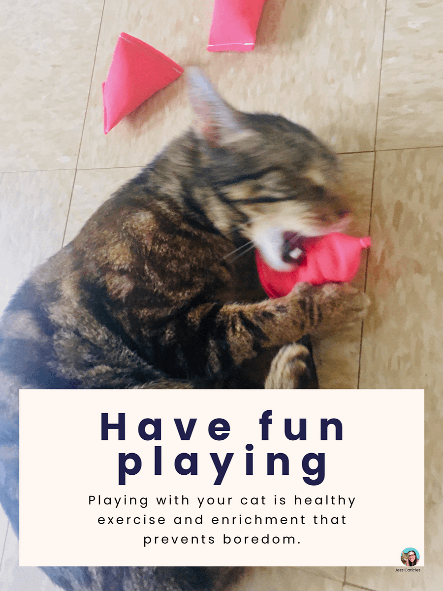 Black Cats & Flowers Cat Care Binder Printable product image (4)