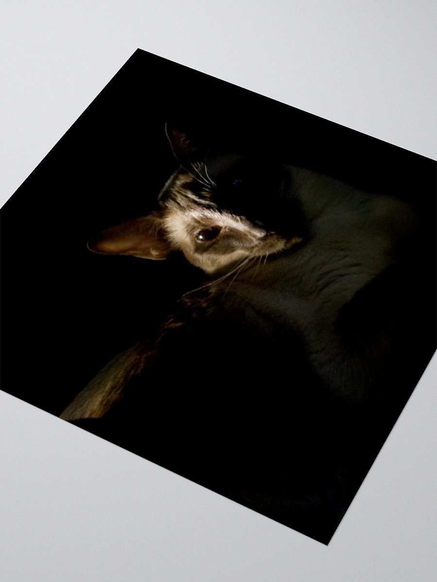 Shadow Siamese Sticker product image (7)