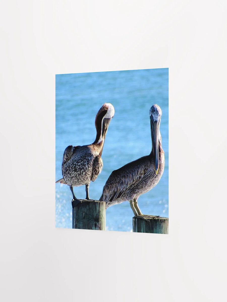 Pelicans product image (11)