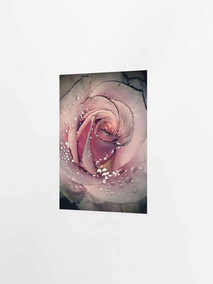 Rose product image (27)