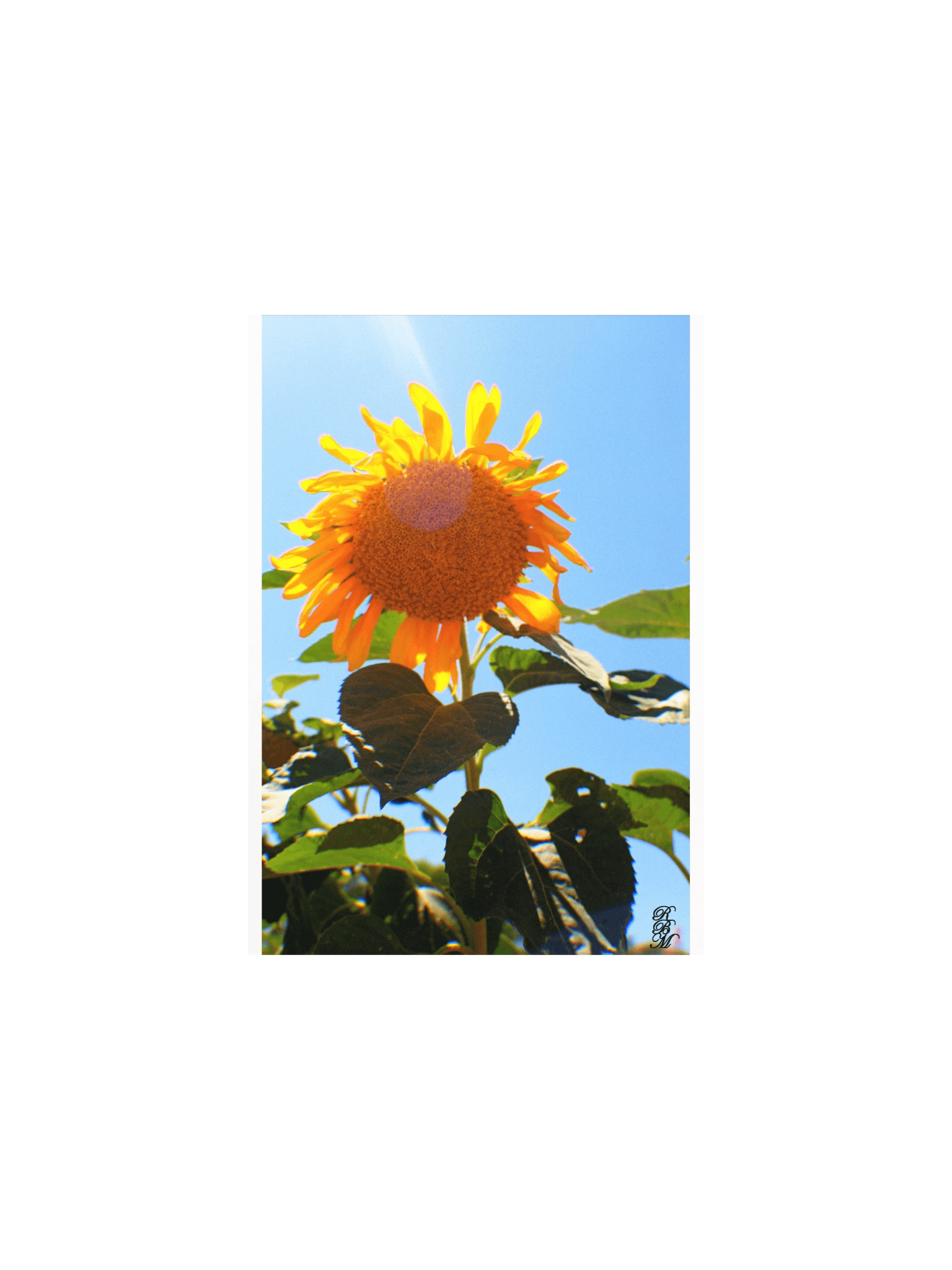 Sunflower in the Sun product image (5)