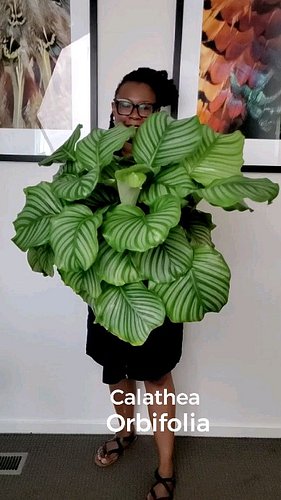This calathea orbifolia was attacked by thrips a few months ago. I got rid of them, and it has been going through rehab. She ...