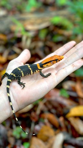 Can anyone correctly identify this radioactive little lizard? 🦎 #herping #lizard #reptiles #cute