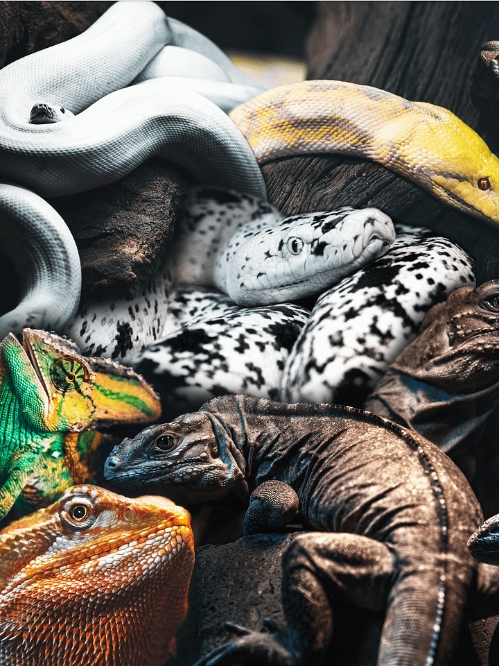 Reptile Mural product image (1)