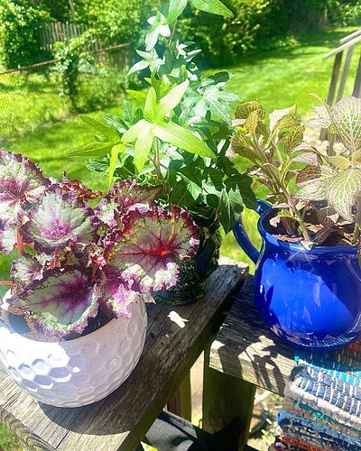 I did plant things, I am happy. 😊