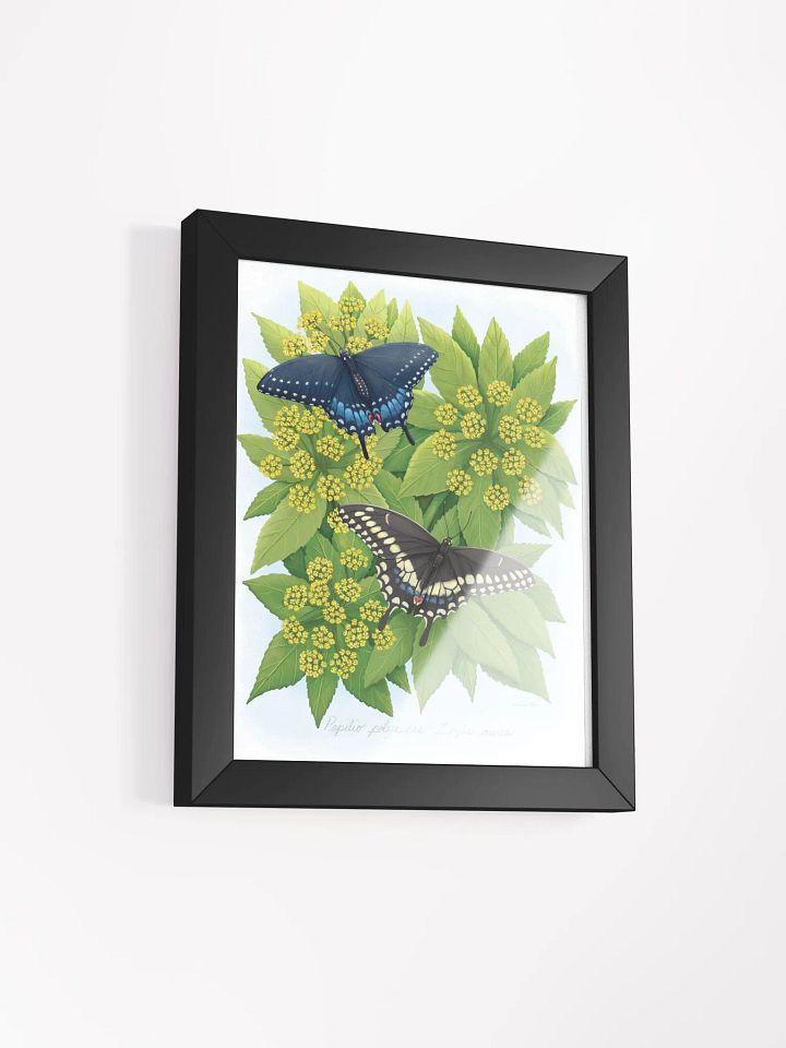 Black Swallowtails product image (20)