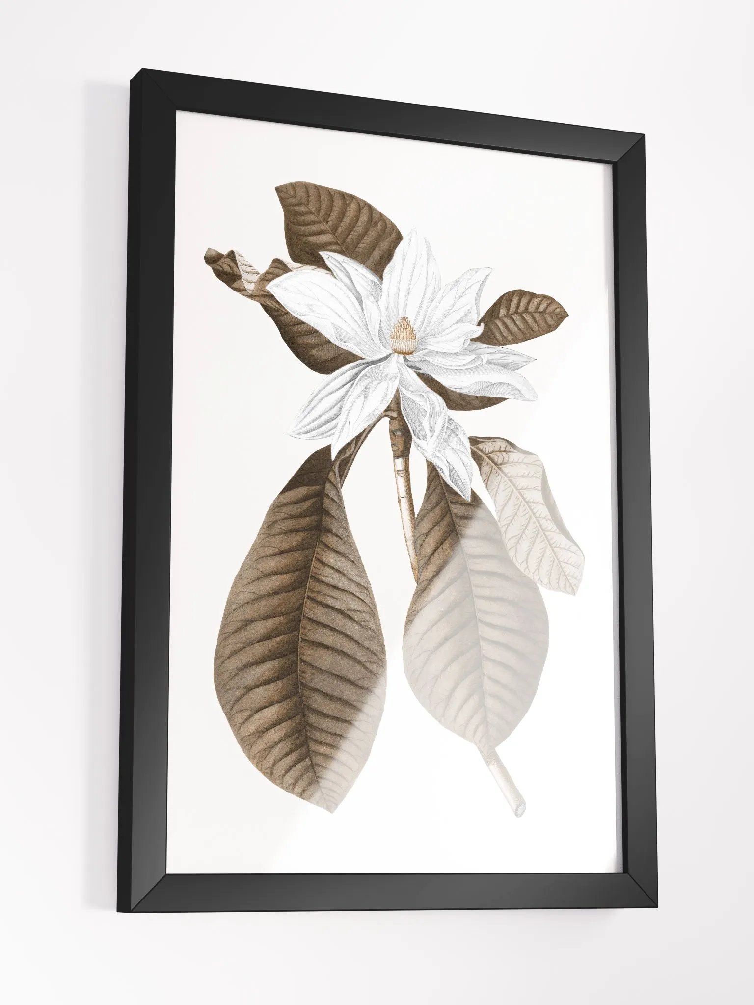 Magnolia Grandiflora #4 Framed Print product image (3)