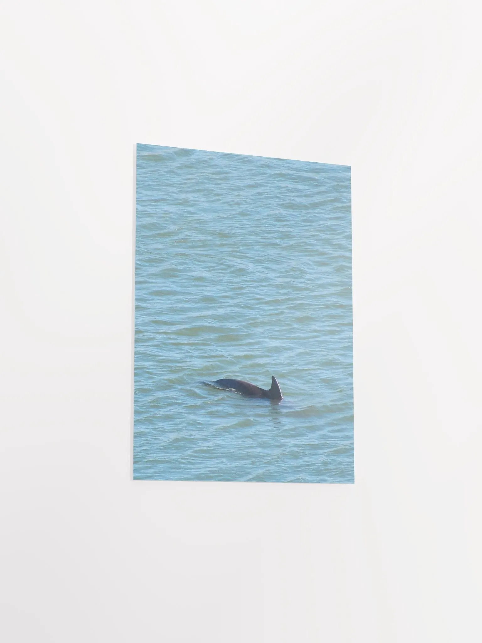 Dolphin Pop-up product image (31)