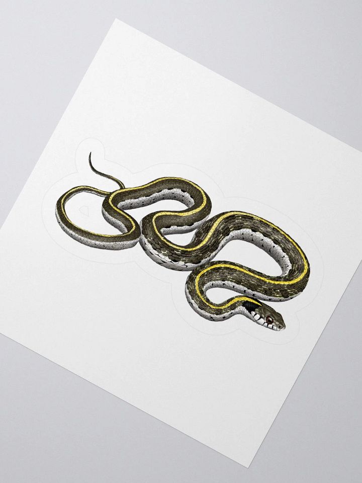 Die-Cut Sticker – Blacknecked Gartersnake product image (6)