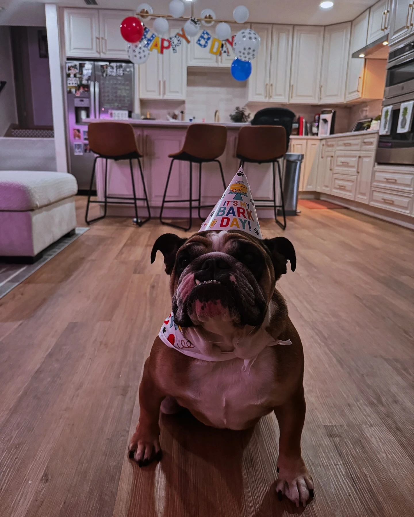 Happy 5th Birthday to our favorite roommate, coparent and first born @wiggumgonewild . And thank you to @dalemabryanimalhospi...