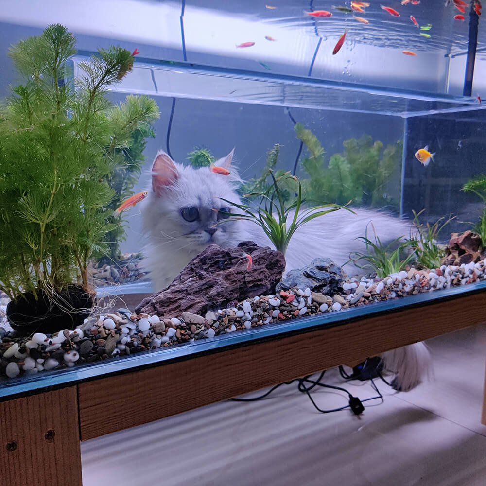 Bottom Entrance Cat Aquarium product image (2)