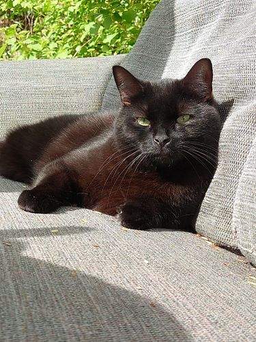 A day at the beach for Boo! Happy #caturday 💚