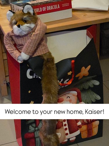 Kaiser the Fox thought his packaging was a little excessive....

#fox #humour #funnypics