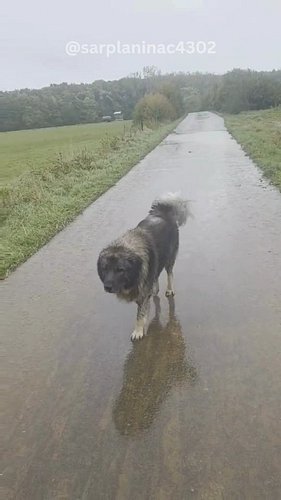 🐾 Just little rain, plenty of mud, and Sarplaninac Joe FCI 4302 who couldn't care less ❤️

#sarplaninac #maledog #raindog #Na...
