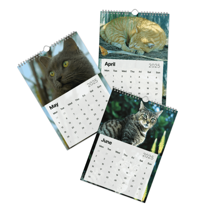 Calendar 2025 - Cats *meow* product image (3)
