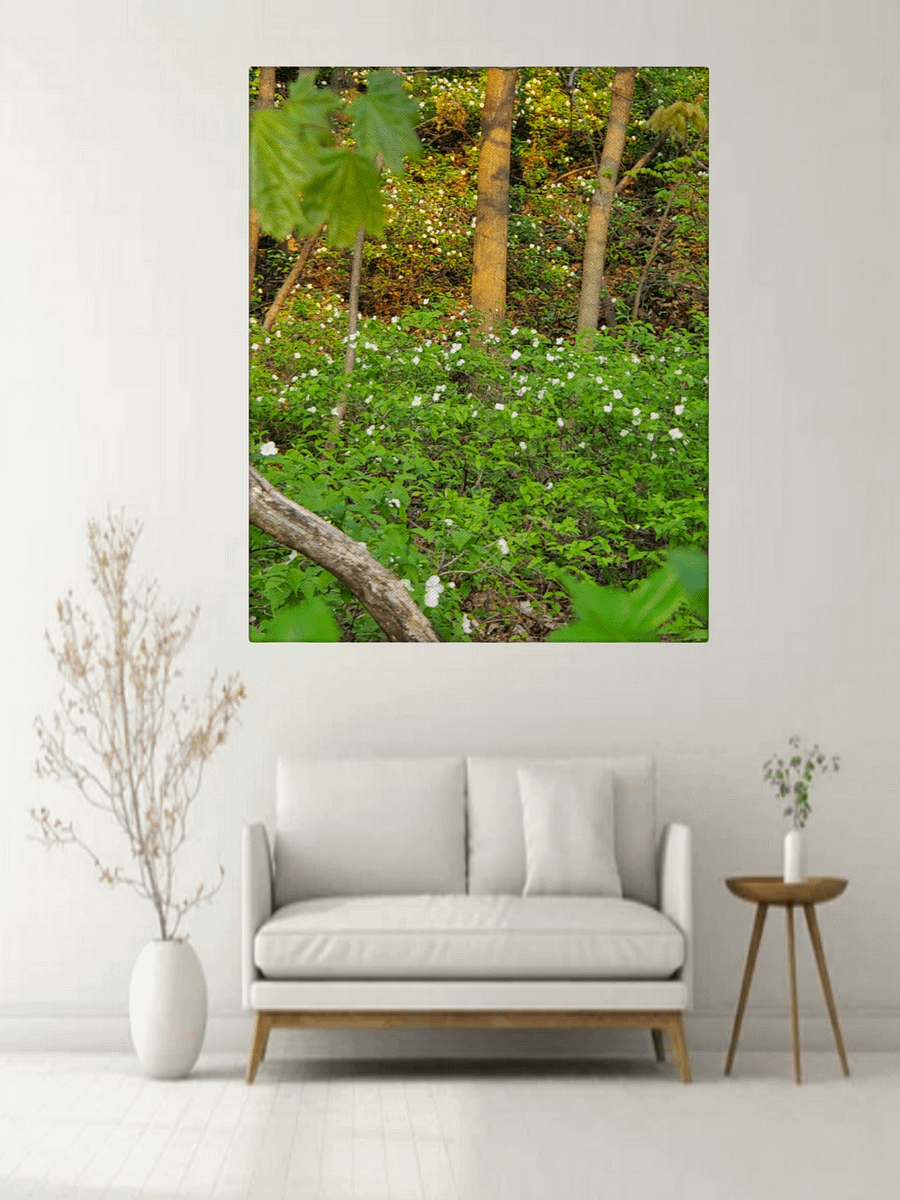 Sunlit Woods | Nature, Trees and White Flowers Woodland, Photograph product image (95)