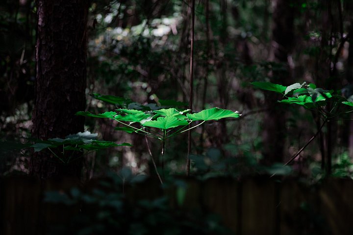 Natures Umbrella product image (1)