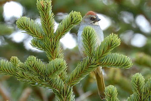 Our friends at @@klamathbirdobs are hosting “Up to the Siskiyou Crest (and Back)”: A History-and-Birding Auto Tour

When: Sun...