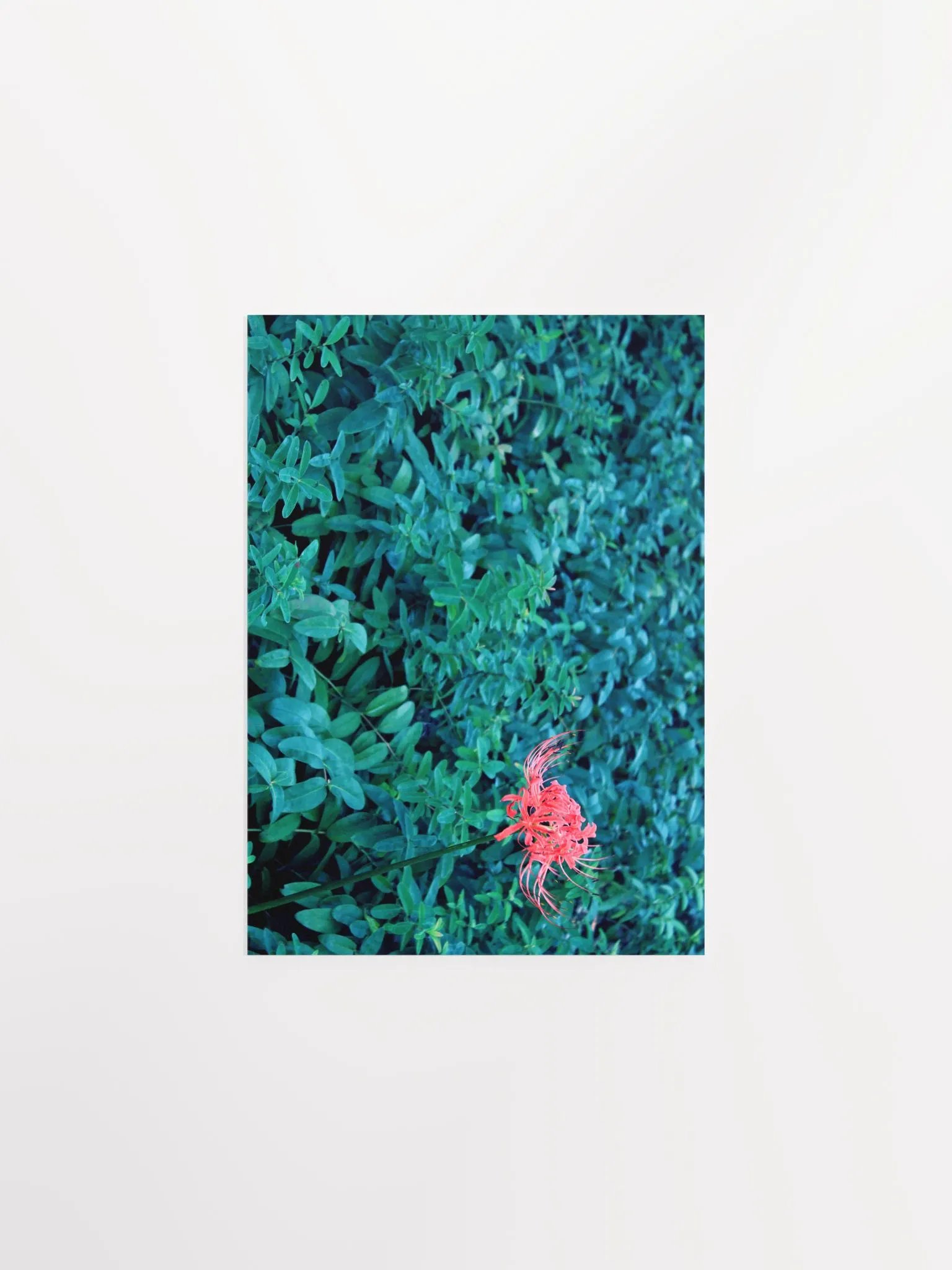 A Study in Flowers 10 product image (4)