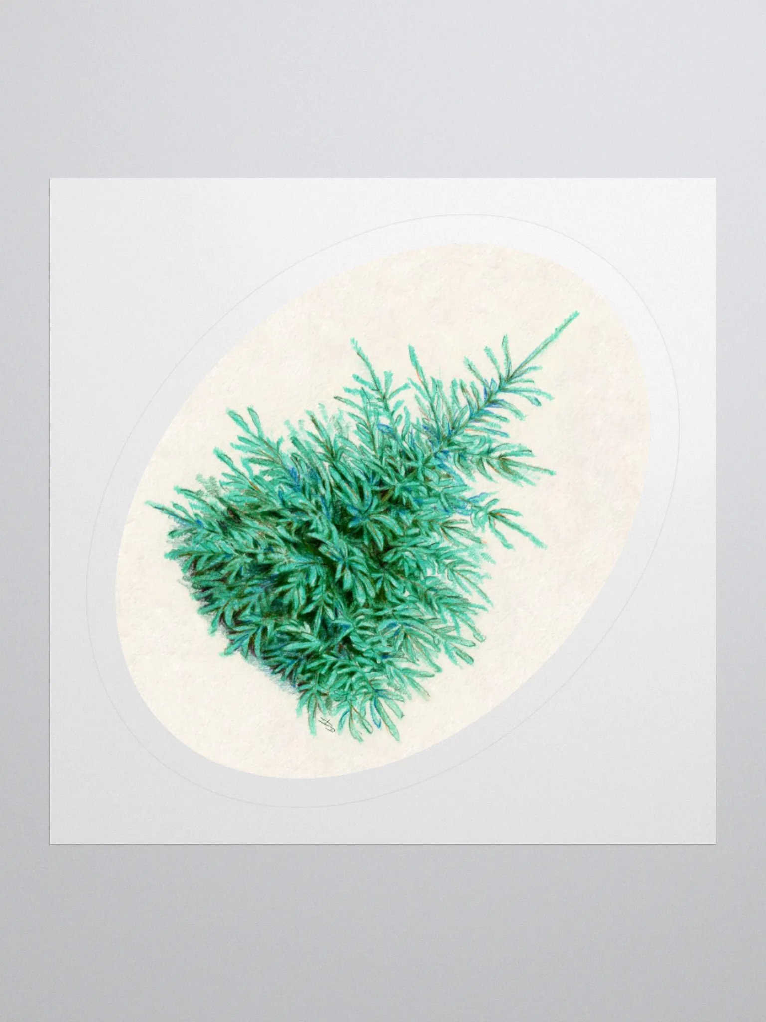 Blue spruce illustration sticker product image (2)