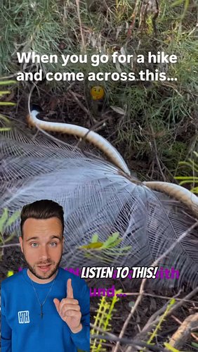 Who’s that Pokémon?

It’s the Lyrebird!