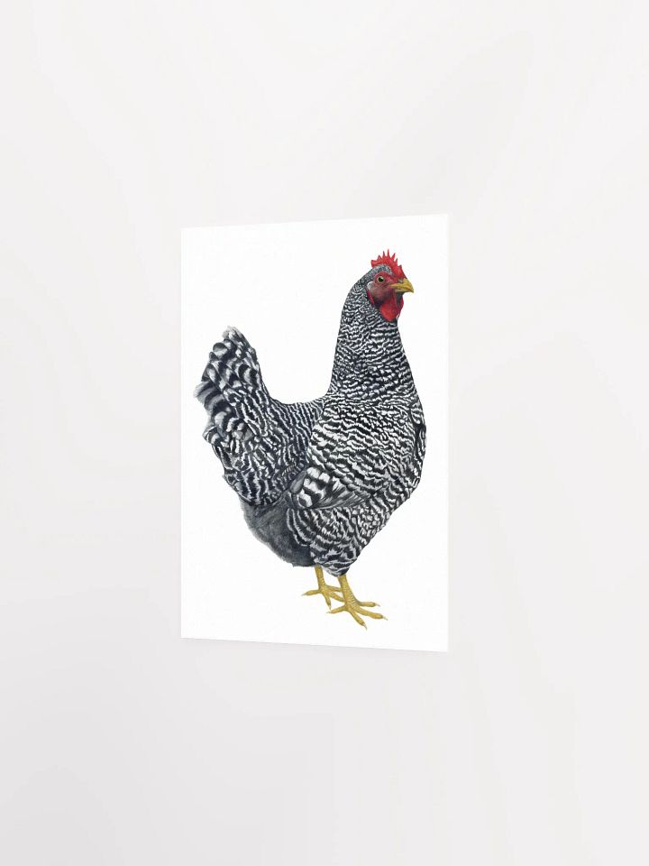 Plymouth Rock Chicken print product image (2)