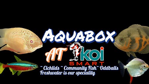 Did you know KOI SMART Pond Supply Store has more than just koi and pond supplies? We have freshwater tropical fish available...