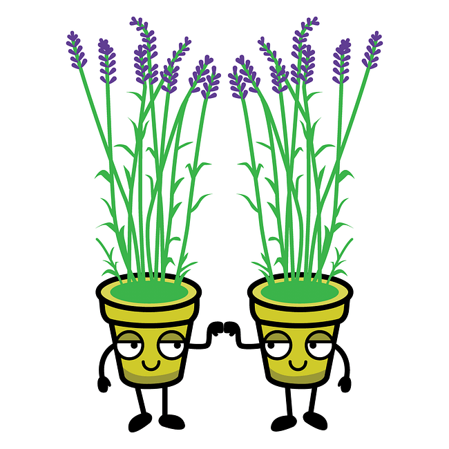 Lavanda