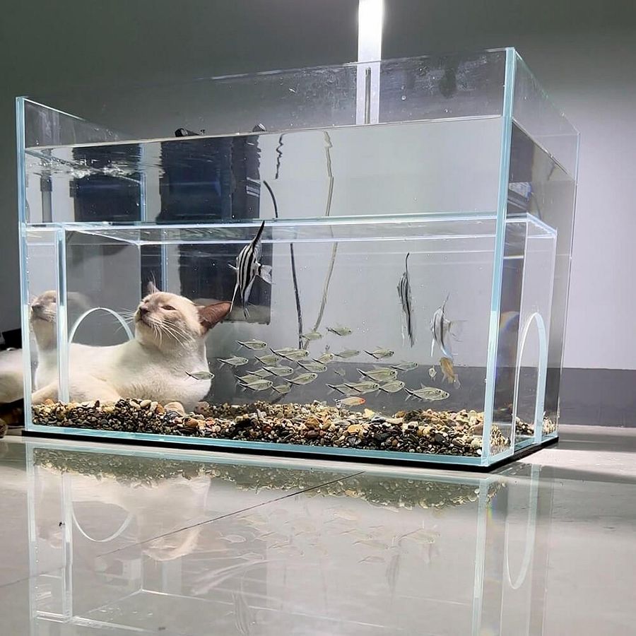 Internal Tunnel Cat Aquarium product image (2)