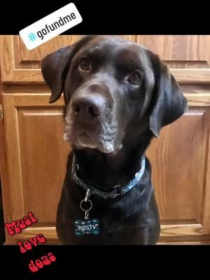 Consider helping my #chocolatelab get a fenced area to play #gofundme https://gofund.me/4bf759b9 Link in bio