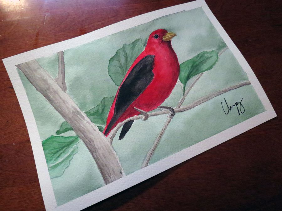 Scarlet Tanager - Original Watercolor Painting product image (1)