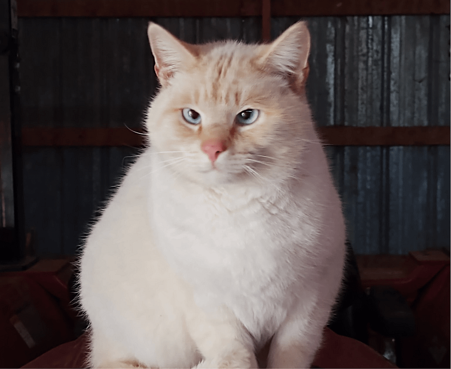 Paws The Cat Mouse Pad product image (5)