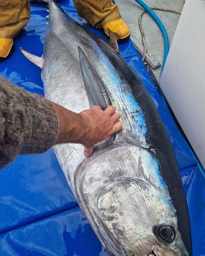 The colours and patterns on the fish are amazing! Apparently the 'tiger stripe' pattern on mackerel is unique to each individ...