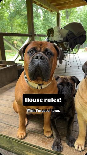 House rules have been discussed during our family meeting! 📝 

Dad will be puppervisor while I’m a the beach! 🏖️ 

I’m going ...