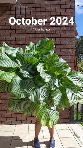 My my, a lot happened in 7 months! Yes, this is an unashamed flex. I make no apologies,  I am so proud of my plant and myself...