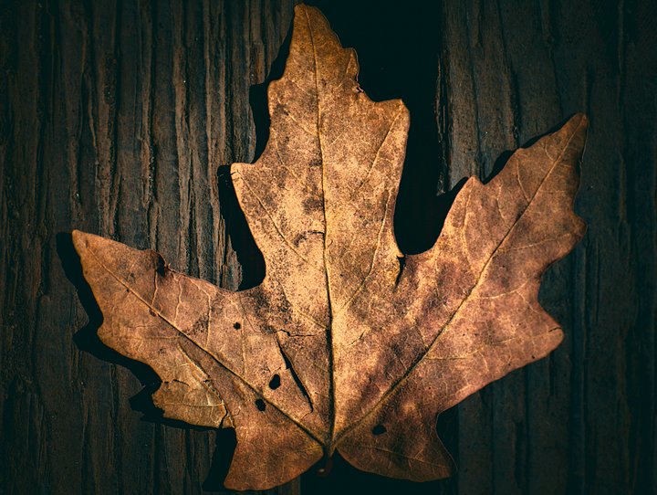 The leave that made me think too much. product image (2)