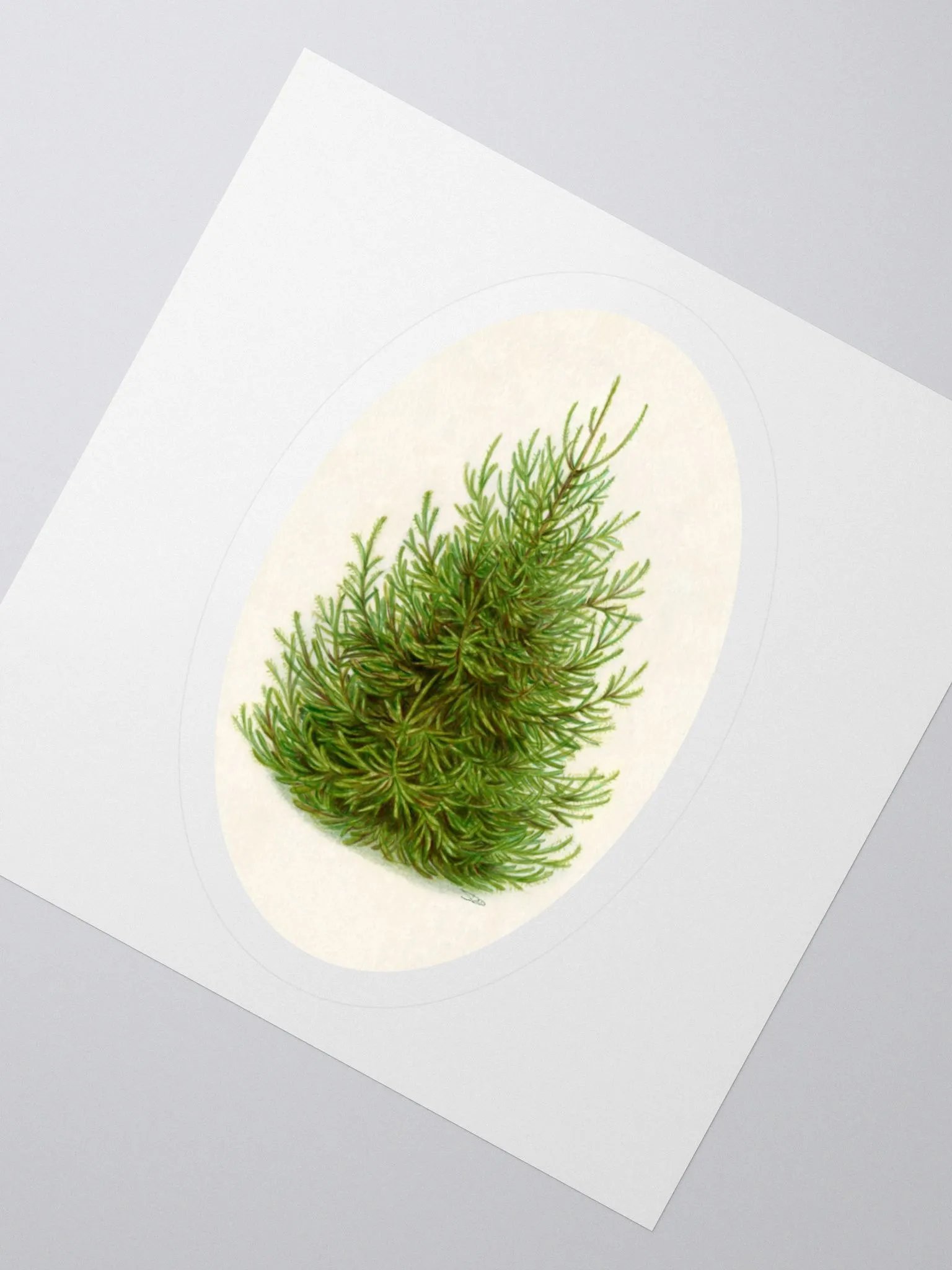 Norway spruce (Picea abies) illustration sticker product image (3)