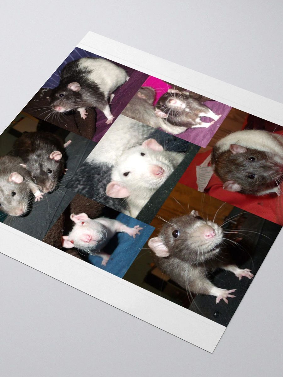 Rescued Dumbo Rats sticker product image (3)