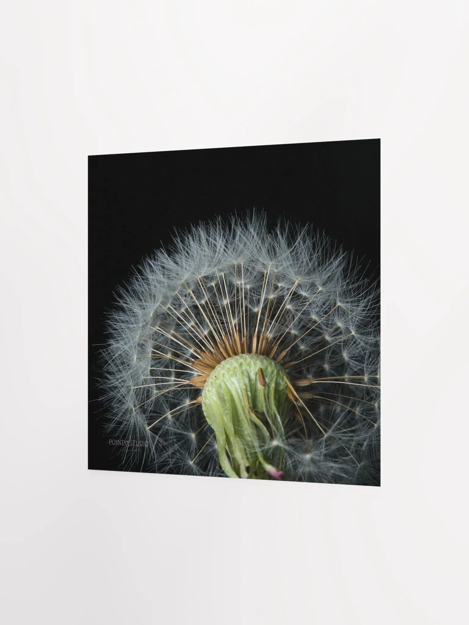 Dandelion #4 - Print product image (5)