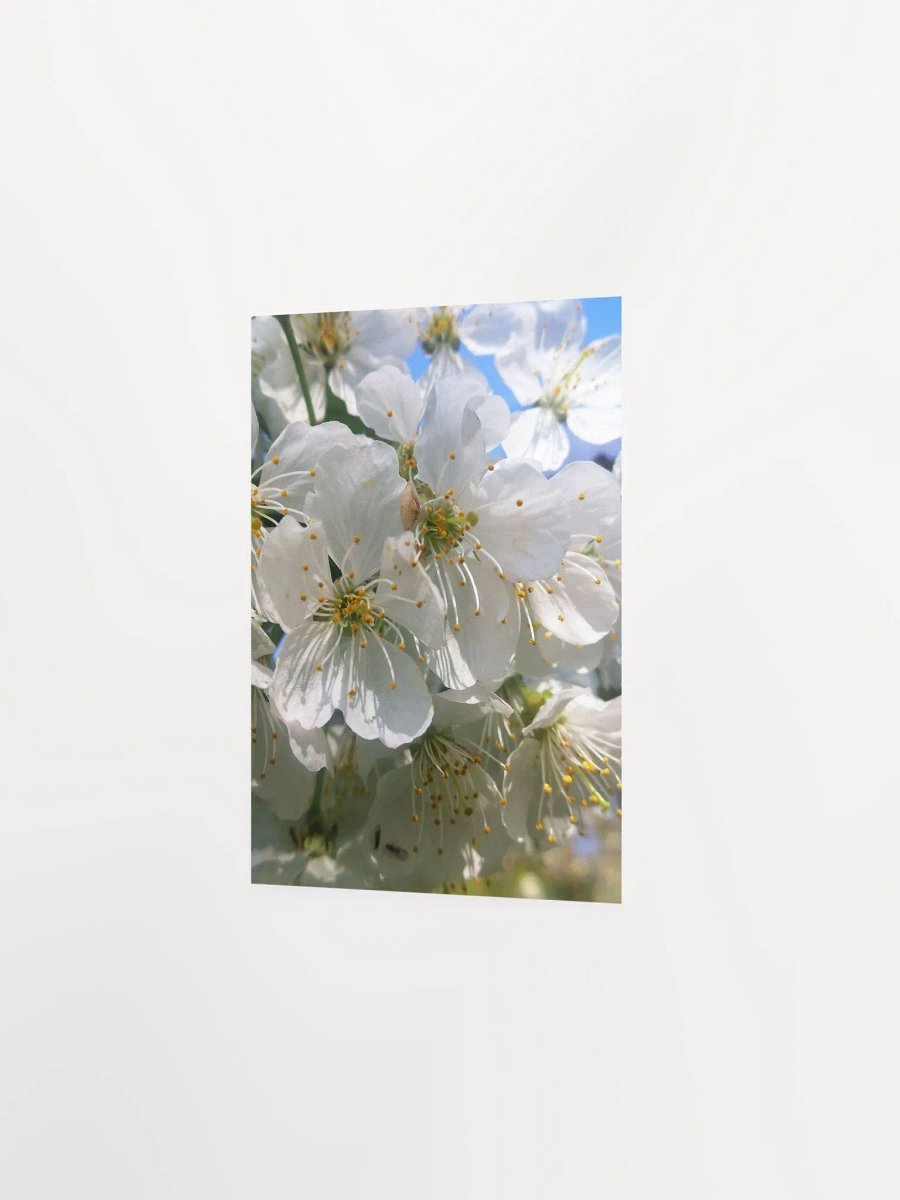 White Cherry Blossoms Print, Floral Art, White Cherry Blossoms Poster, 5x7