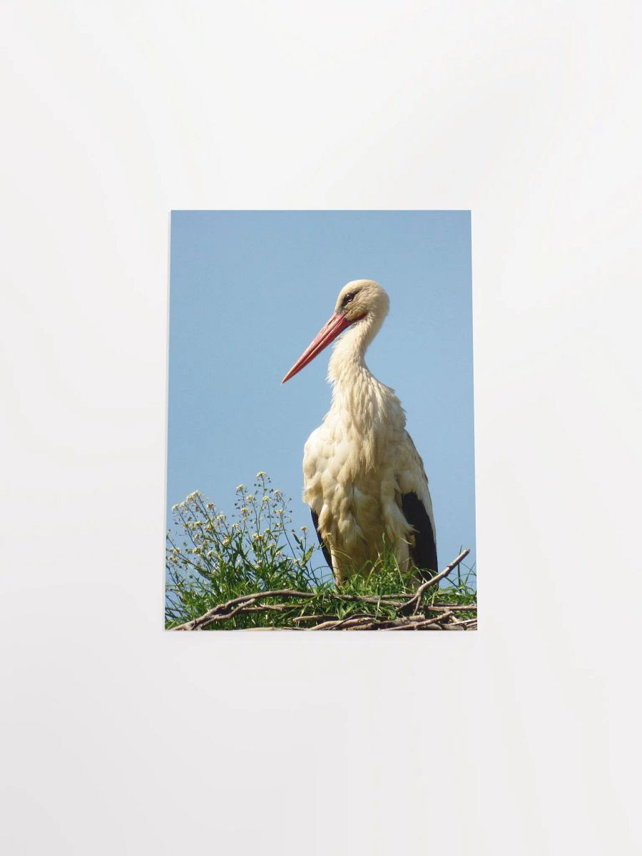The white stork - Enhanced Matte Paper Poster product image (4)