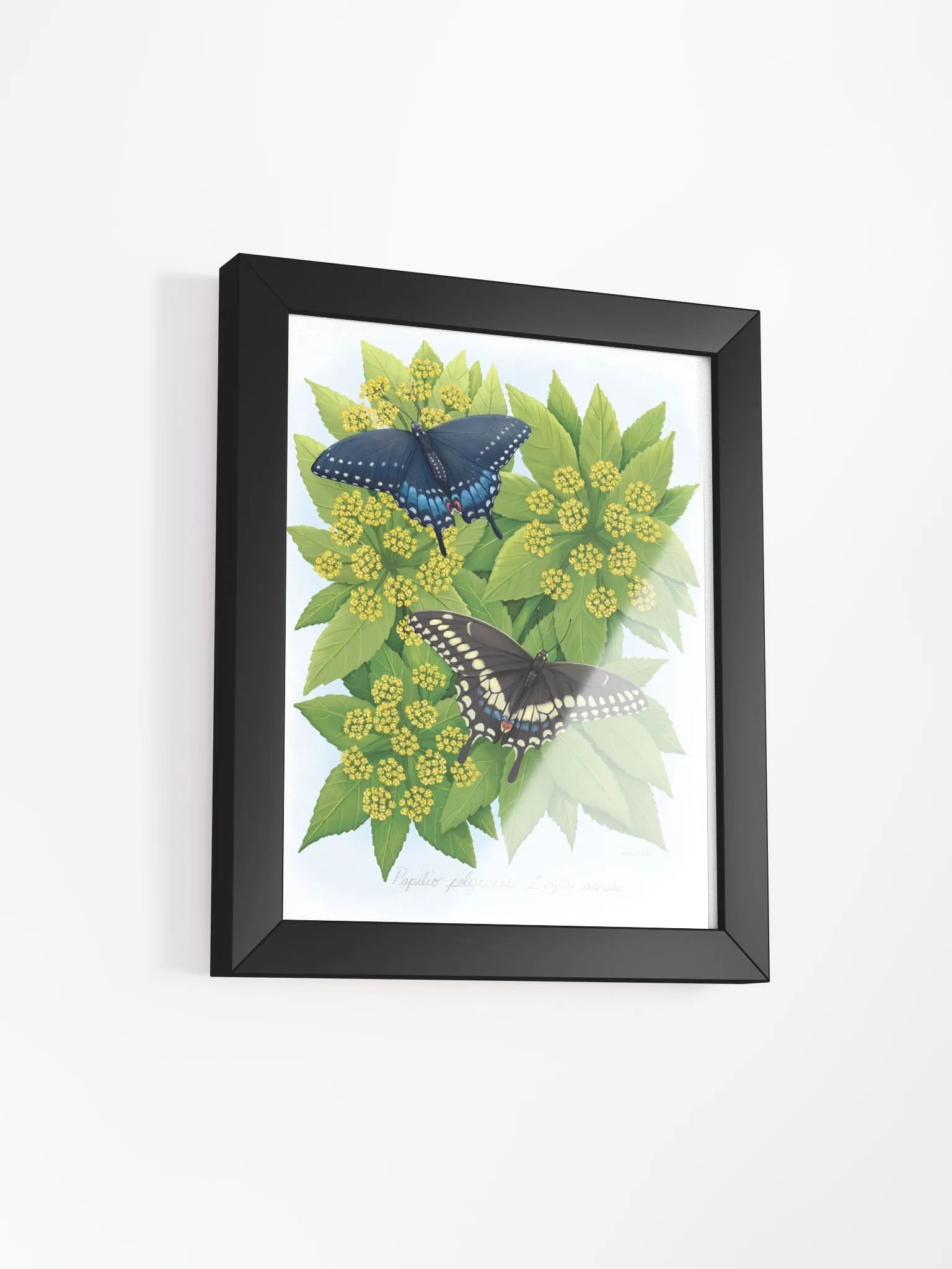 Black Swallowtails product image (20)