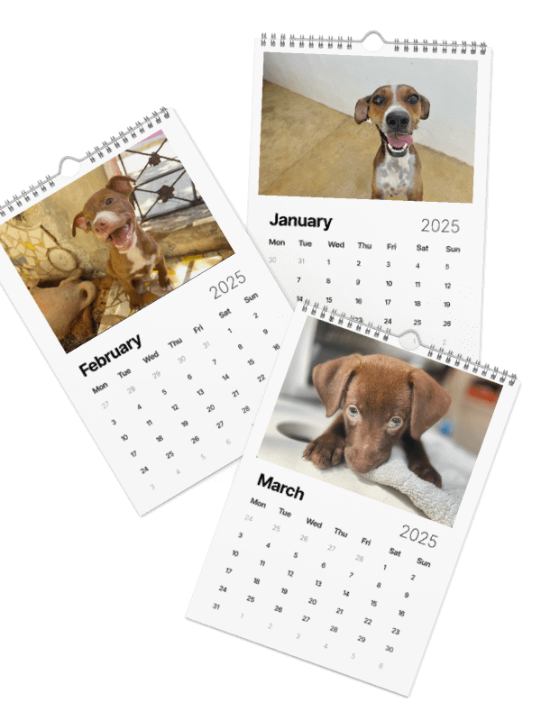 Isla Animals Calendar 2025 product image (15)