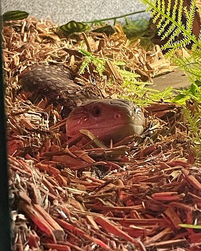 I interrupt your scolling to show you the cutest little “gator”! Or so he thinks - Mortimer the Blue Tongue Skink #animalsofi...
