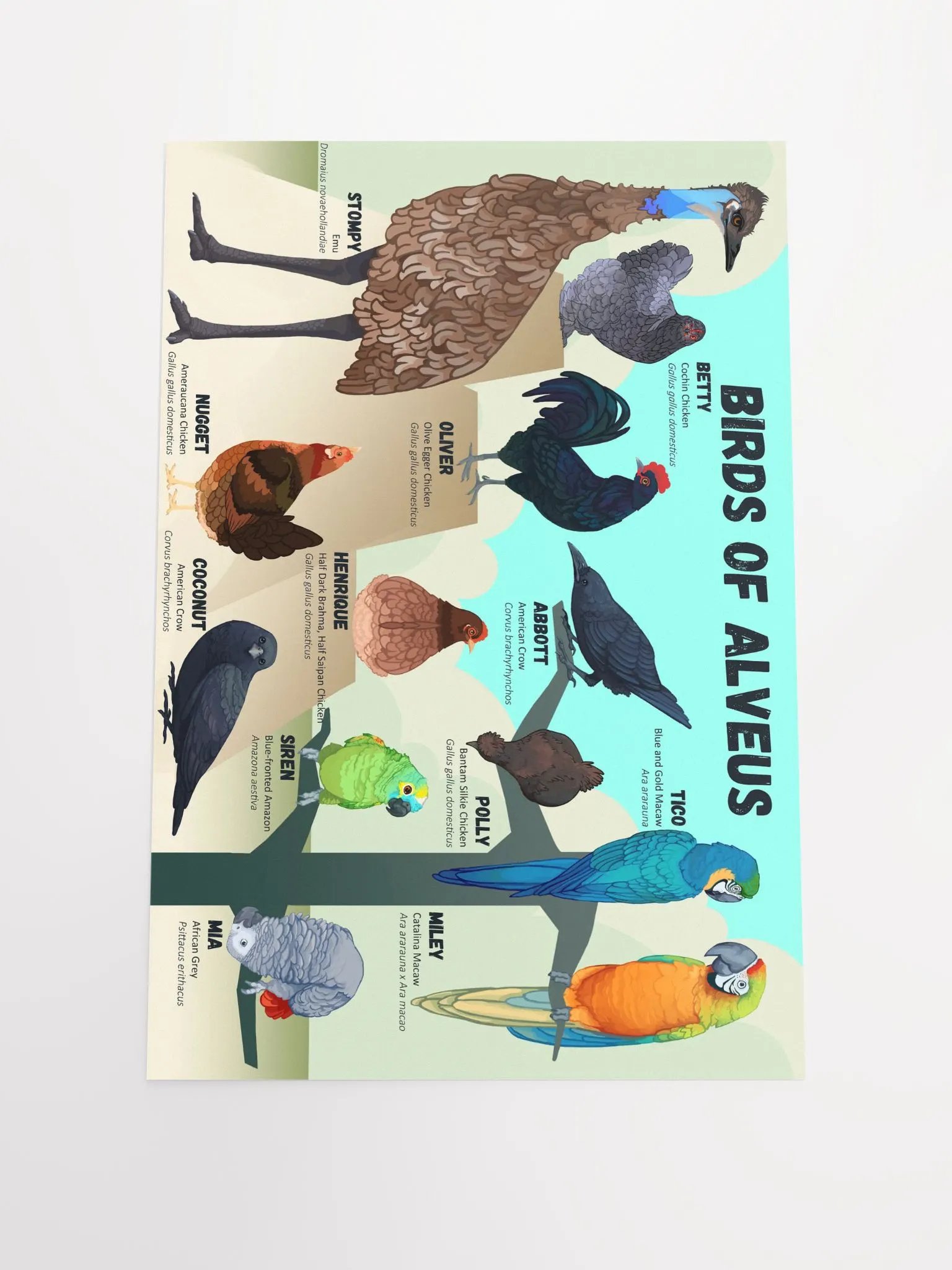 Birds of Alveus Poster product image (2)