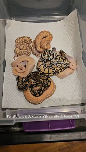 #ballpython #ballpythons #ballpythonbreeder #ballpythonsofinstagram #reptiles #nwballpythons #emeraldcityreptiles #